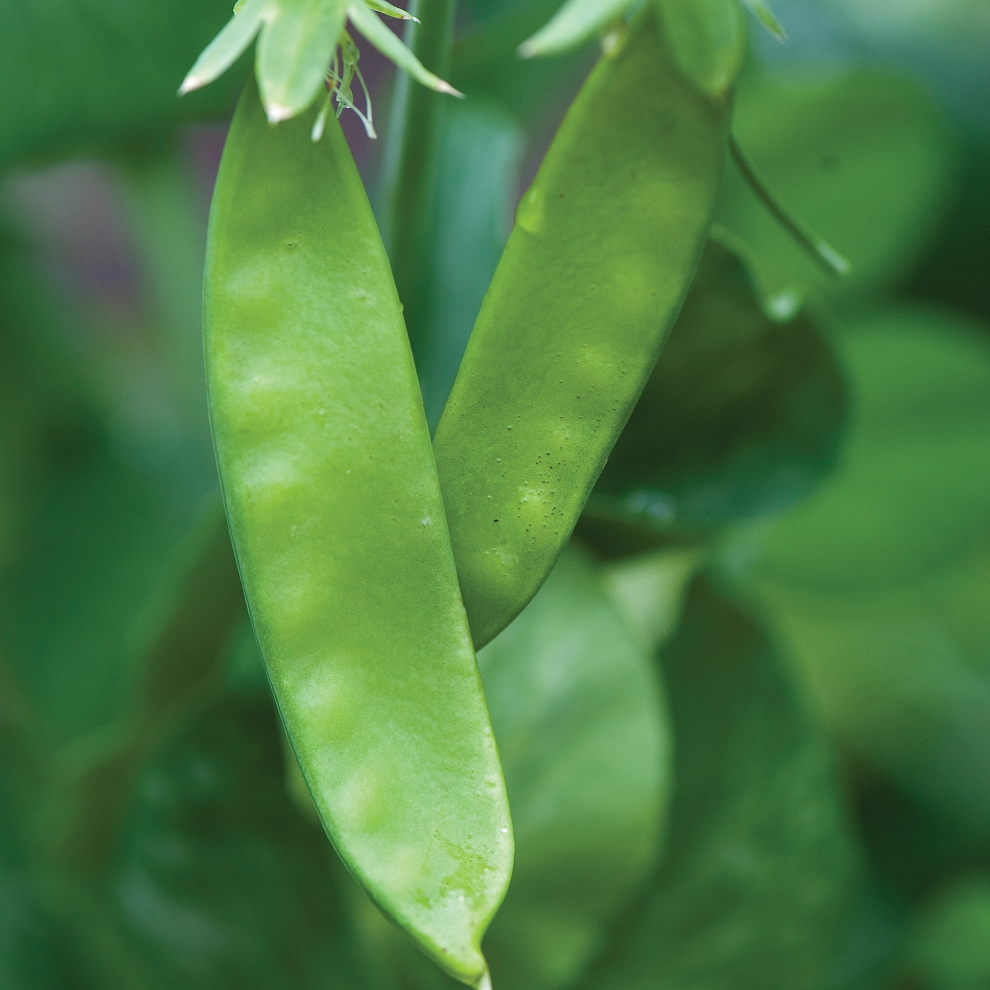 green peas⭐︎ Urban Roots Shelled English Peas, 10 oz | Central Market