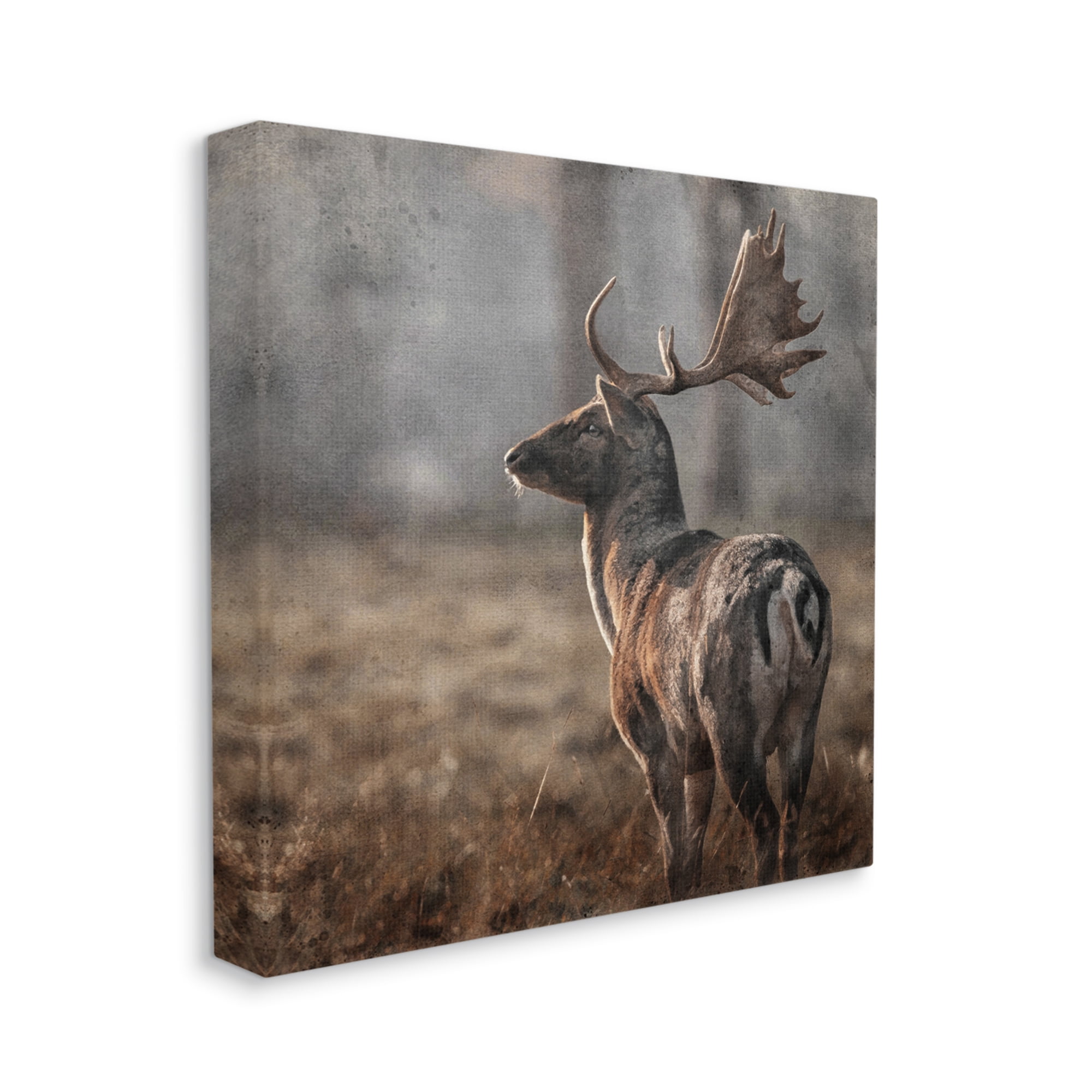 Stupell Industries Moose in Woodland Scene Animals & Insects Photography Gallery Wrapped Canvas Print Wall Art, 36 x 36