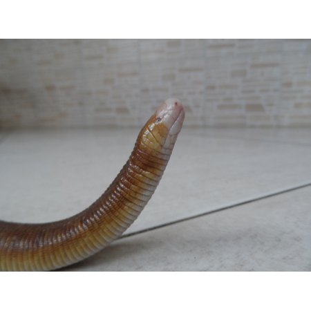 Canvas Print Nature Lizard Reptile Stretched Canvas 10 x 14