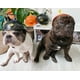 thumbnail image 5 of Divertido juguete para perros, casco, casco, sombrero para perros con libélula de bambú, negro (S) ER, 5 of 5