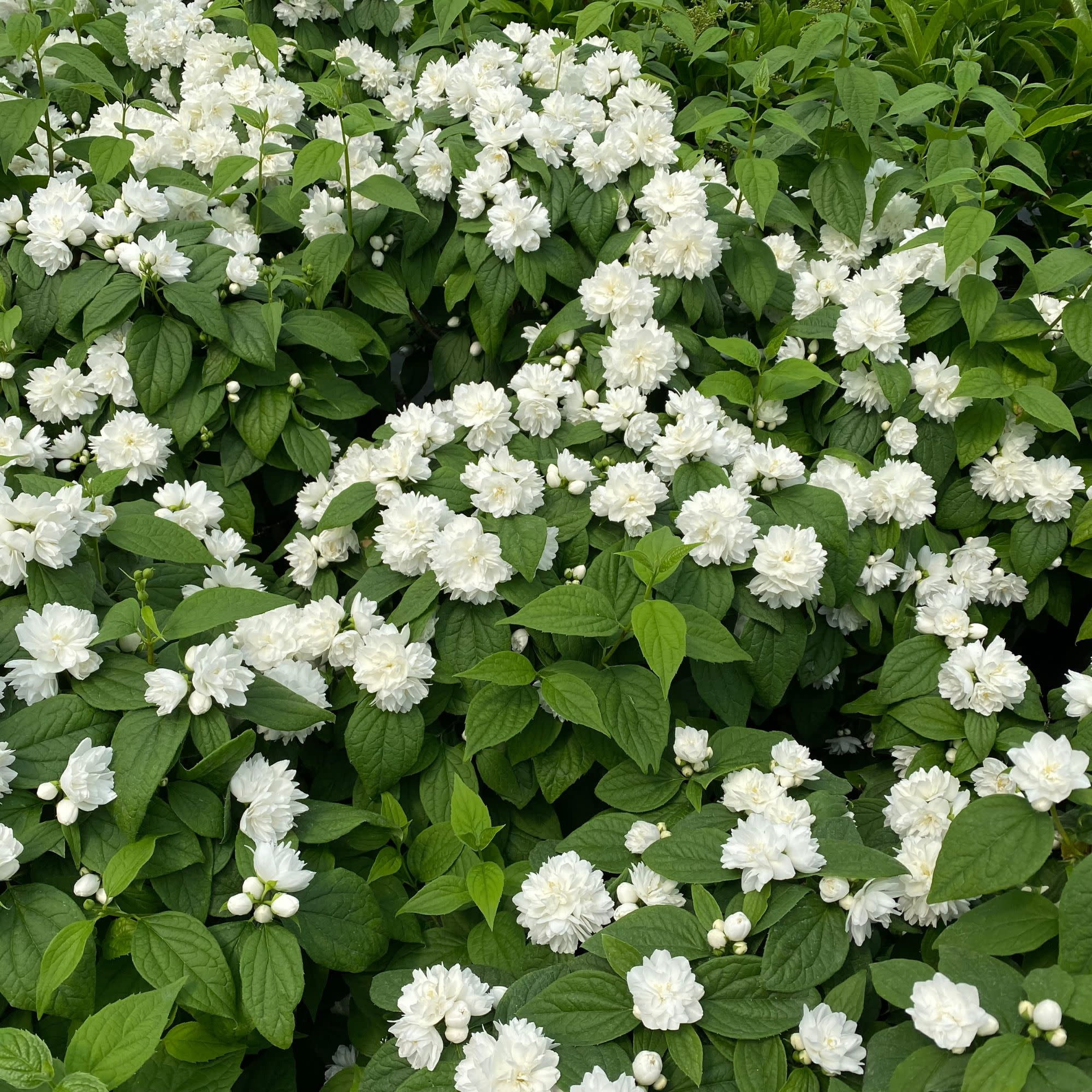 Proven Winners ColorChoice 5" White Illuminati Spice Mock Orange Live Plant in 4.5" Pot (4 Count)