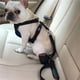 thumbnail image 3 of Chaleco De Seguridad Para Perros, Cinturón De Seguridad Para Vehículos De Mascotas,Correa De Coche, Cinturón De Seguridad Para Perros, Talla S Para Perros Pequeños Y Medianos, Gatos Cateissary EL014265-04, 3 of 6