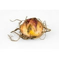 thumbnail image 4 of Apricot Fudge Lily - 3 Bulbs 14/16 cm - Exotic Blooms, 4 of 4