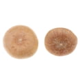 thumbnail image 4 of Adornos Navideños Especiales Tienda Decoración commerce business Fabricación de Suministros Secado Natural BLESIY Artesanías Secas, 4 of 8