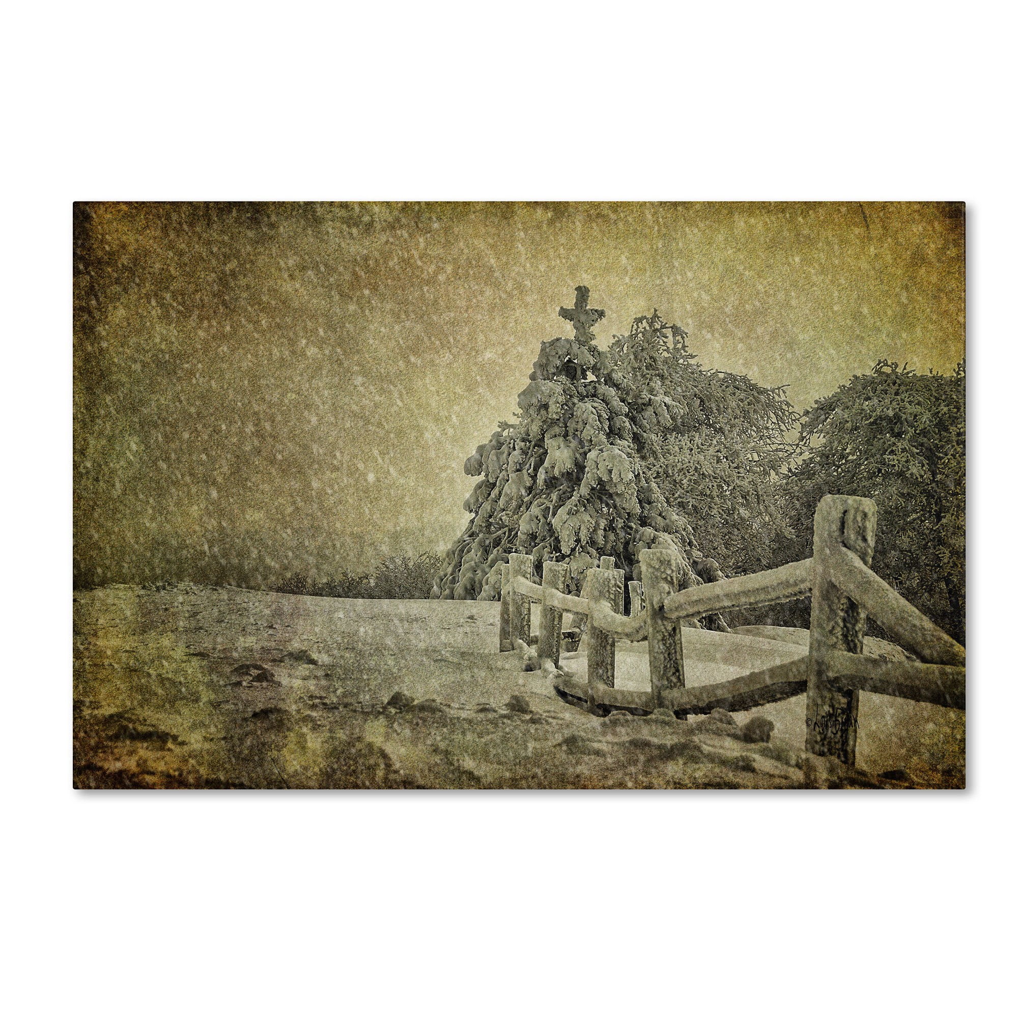 "Oh Christmas Tree in Snow" Canvas Art by Lois Bryan