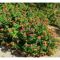 thumbnail image 4 of American Plant Exchange Lantana Confetti in 6" Pot, Full Sun, Drought Tolerant, Vibrant Cluster Flowers, 4 of 7
