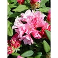 thumbnail image 4 of Yaku Prince Rhododendron, 4 of 6