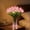 Pink(without Vise), variant on Radiant Romantic Tulip Light, 15 PCS Twinkling Tree Tulips Led Night Light that Never Fade, Artificial Bouquet Tulips Flower Shaped Ambient Bedroom Decorate Holiday Gifts