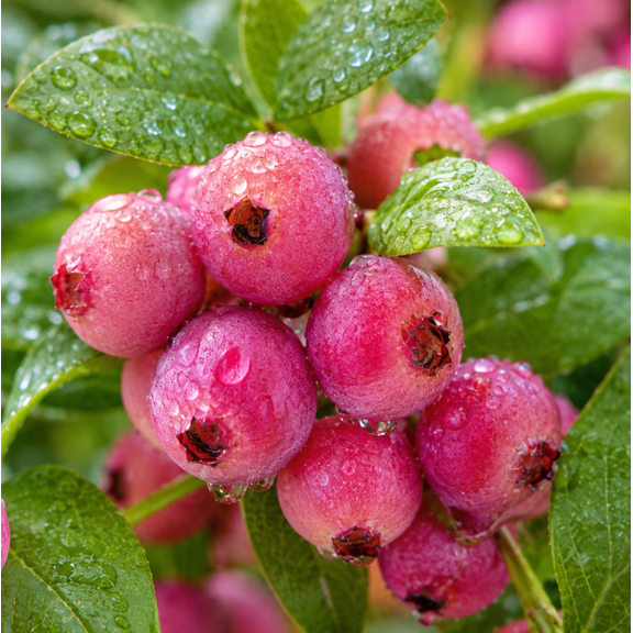 Set 2 Pink Lemonade Blueberry Plants, Live Blueberry Bush, Pink Berry Fruit Plants, Edible Garden Plant, 4–6 Inch Tall