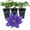 3 Plants, variant on Clematis Olympia - Live Starter Plant in a 2 Inch Growers Pot - Starter Plants Ready for The Garden - Rare Clematis for Collectors