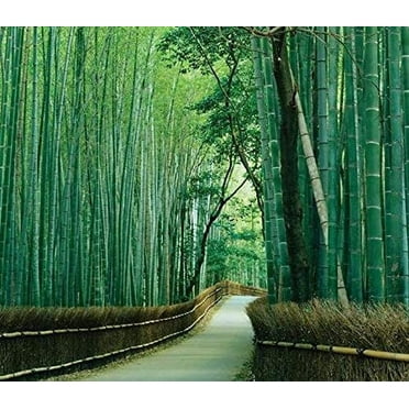 CZ Grain 50 Seeds Bambusa Bambos Giant Bamboo Seeds