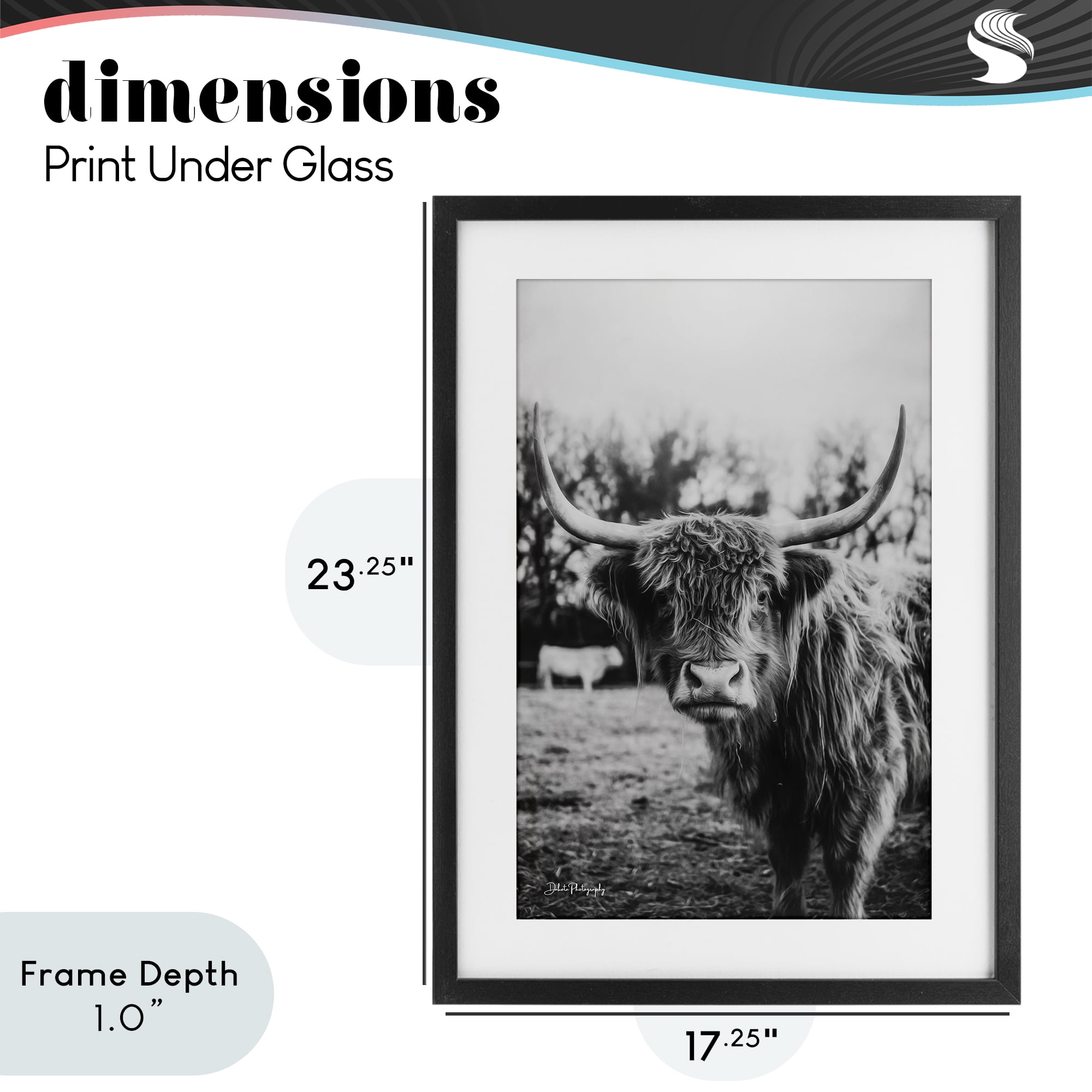 Stupell Industries Peering Highland Cattle Black Framed Print Under Glass, design by Dakota Diener