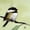 Unframed, variant on Art.com Chickadee No. 143 Art Print by Angela Moulton, 24" x 24"