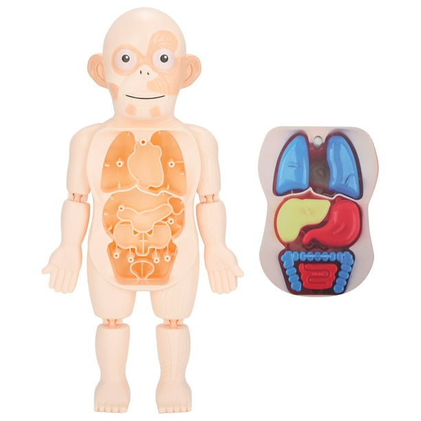 Human Torso Model Toy Set, Child Organ Model Set Removable With