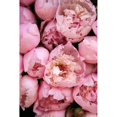 thumbnail image 3 of Okula, Carina 13x18 Black Modern Framed Museum Art Print Titled - Peony 4, 3 of 5