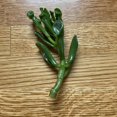 Ogre Ears Shrek ET Jade Plant Succulent Huge 4+" Cuttings DwarfGreen