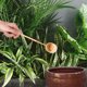 thumbnail image 5 of WORGEOUS 1pc Cuchara de bambú de mango largo Cuchara de té japonesa Cuchara de madera Cuchara de agua, 5 of 8