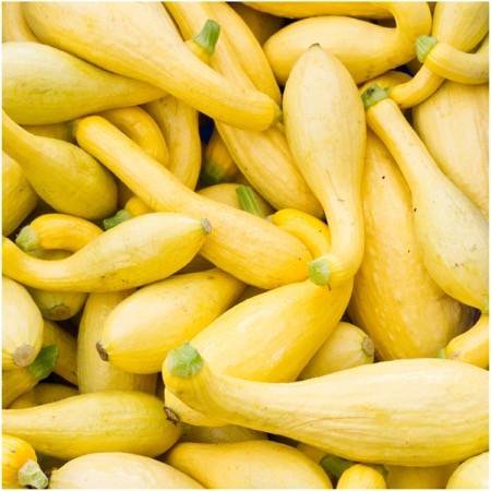 Sunburst Squash Seed - Packet of 70 Seeds, Crookneck Summer Squash Seeds (Cucurbita pepo)