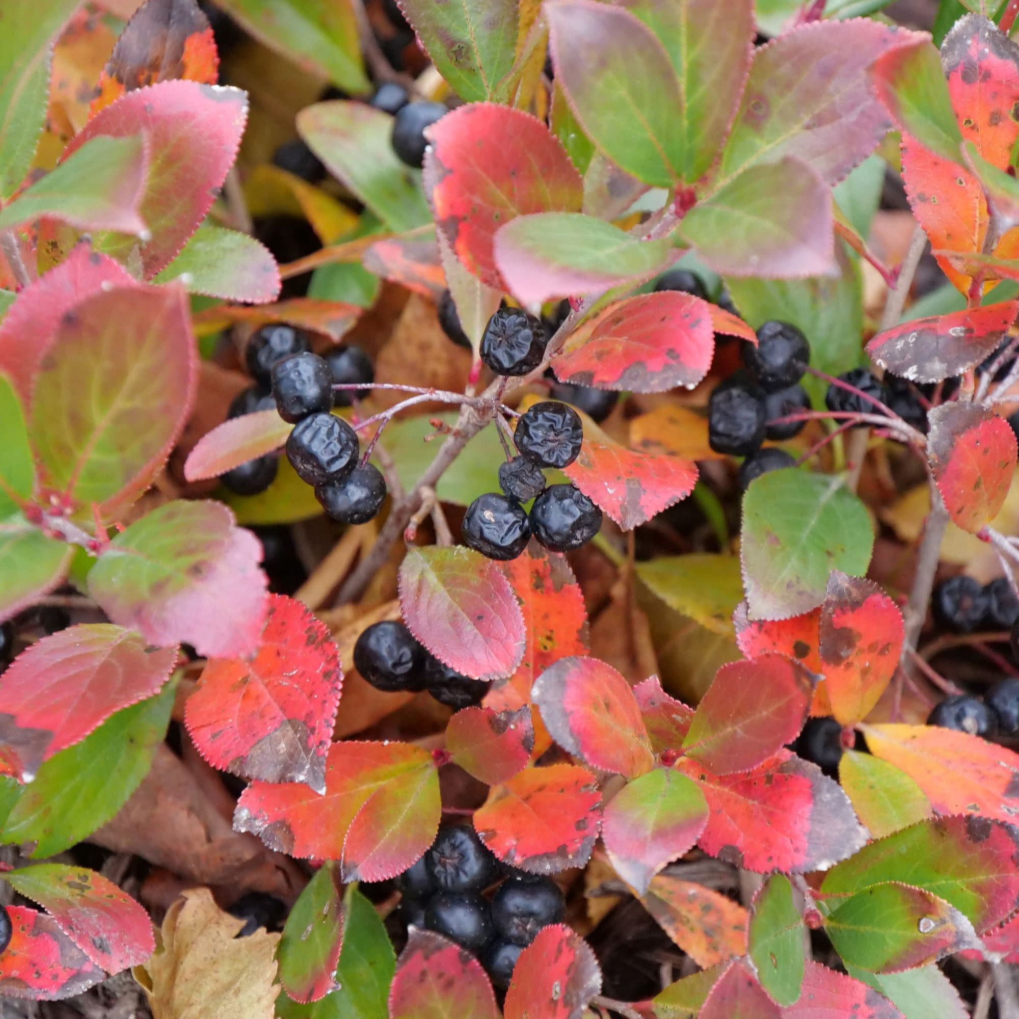 Proven Winners ColorChoice 5" White Low Scape Mound Aronia Live Plant in 4.5" Pot (4 Count)