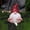Red, variant on Fnyoxu Garden Gnome Ornament - Charming and Whimsical for Outdoor Decor,Crafted with Durable Materials - Lively Addition to Flowerbeds or Patios,Perfect Gift for Garden Lovers