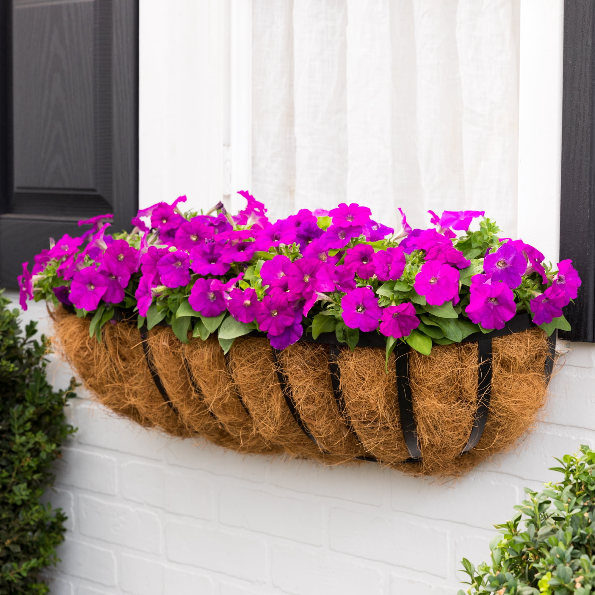Expert Gardener 1.5Gal Multicolor Trailing Petunia Live Plant Hanging Basket Sun
