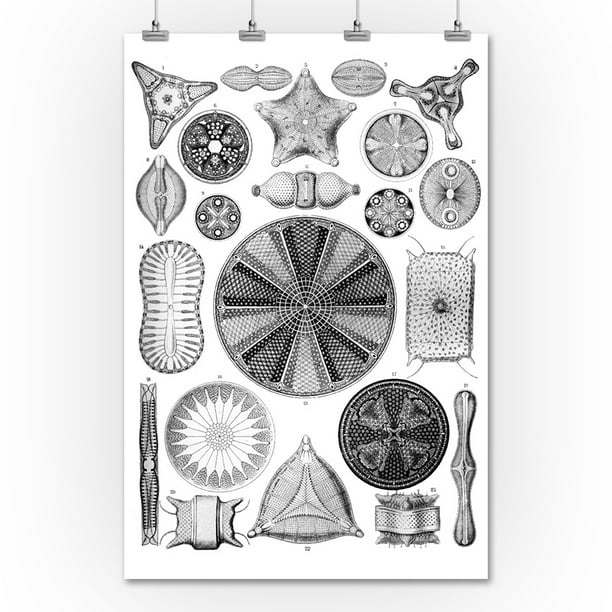 Art Forms Of Nature Diatomea Ernst Haeckel Artwork 36x54 Giclee Gallery Print Wall Decor Travel Poster Walmart Com Walmart Com Art Forms Of Nature Diatomea Ernst Haeckel Artwork 36x54 Giclee Gallery Print Wall Decor Travel Poster Walmart Com Walmart Com