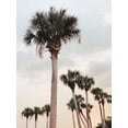 thumbnail image 2 of Joy, Olivia 15x18 White Modern Wood Framed Museum Art Print Titled - Tall Palms, 2 of 4