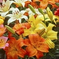 thumbnail image 2 of Lily Looks™ Tiny Series Asiatic Mix Flower Bulbs - 10 Lilies Per Pack - Mixed Colors - Attracts Butterflies and Hummingbirds - Good as Cut Flowers - Perennializing, 2 of 4