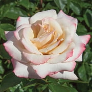 Heirloom Roses - Pinkerbelle™ Hybrid Tea Rose Plant