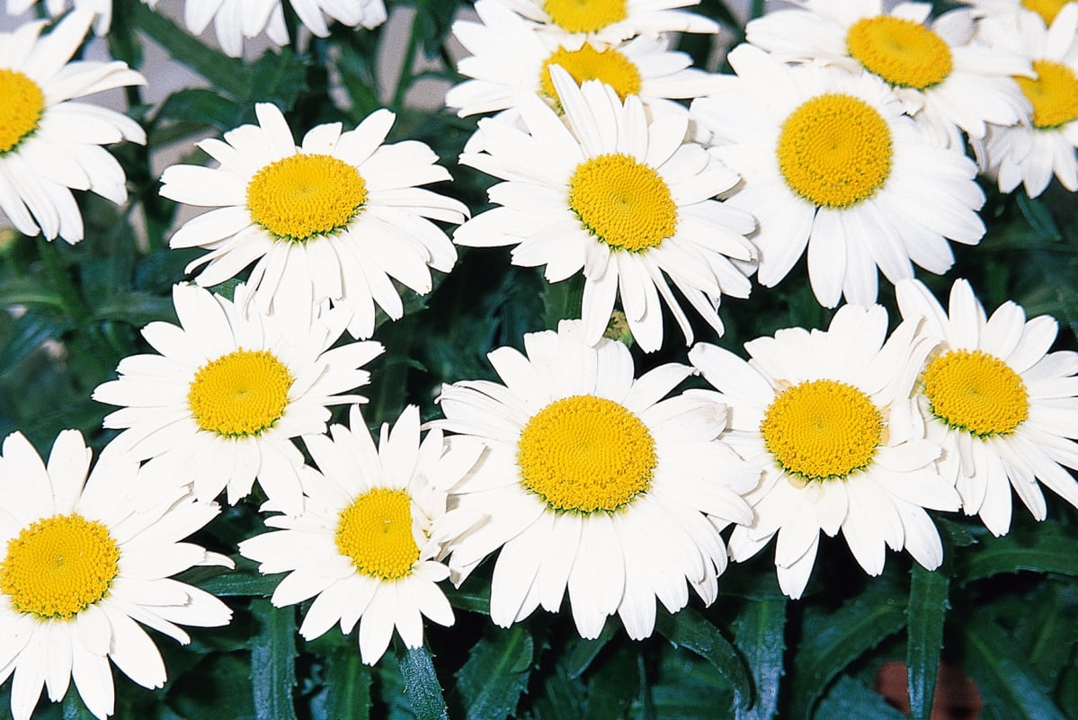 Expert Gardener Outdoor Live Plant Leucanthemum Shasta Daisy White 2.5QT, Full Sun