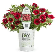 Proven Winners 1.56PT Calibrachoa Sbrbls Pomegranate Punch