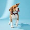 thumbnail image 2 of Vibrant Life Solid Polyester Adjustable Dog Collar, Red, M, 2 of 12