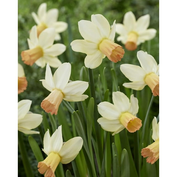 Carice Mini Daffodil Bulbs for Planting, Beautiful White and Pink Blooms (20 Bulbs)