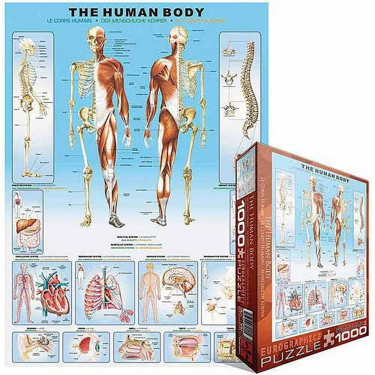 Puzzle corps humain