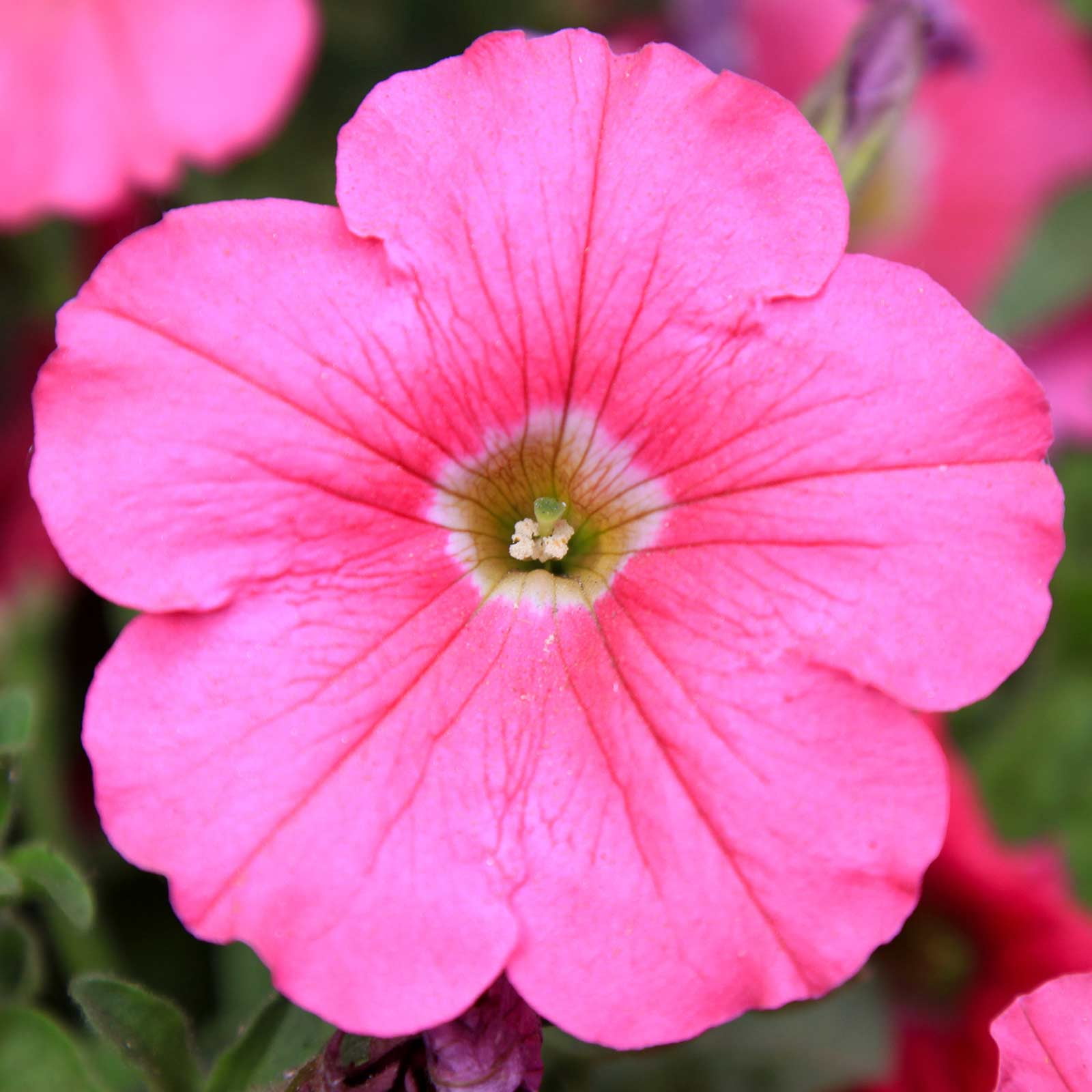 Petunia Madness Series Flower Garden Seed 1000