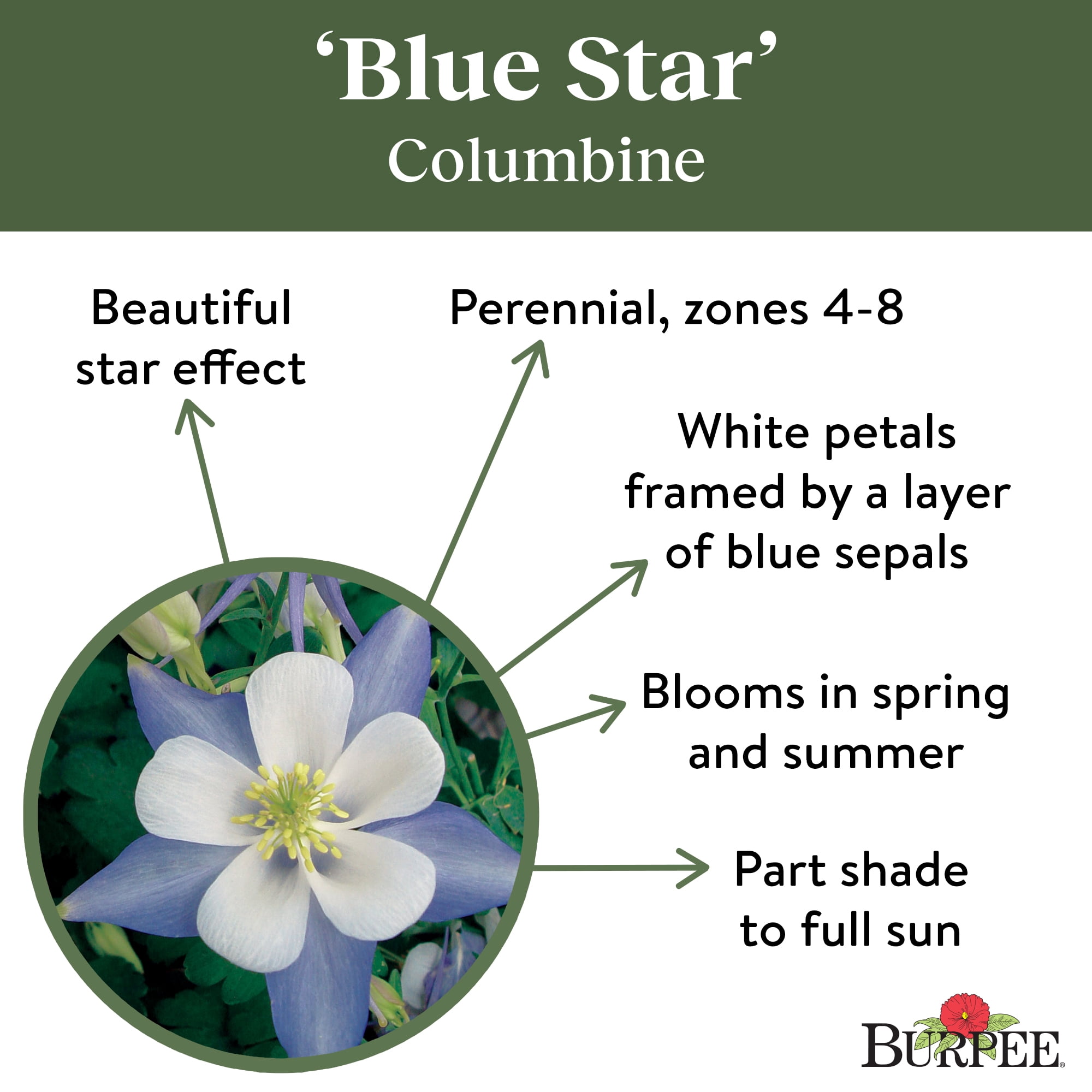 Burpee Blue Star Columbine Flower Seed, 1-Pack