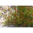thumbnail image 2 of 1000 SOFT RUSH (Common Rush) Juncus Effusus Ornamental Grass Seeds, 2 of 10
