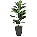 thumbnail image 3 of A&B Home 29877 Artificial Potted Fiddle-Leaf Fig Plant, Green, 3 of 4