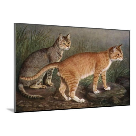 - Abyssinian and Indian Wood Mounted Print Wall Art By W. Luker