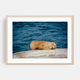 thumbnail image 2 of Sea Lions in La Jolla - La Jolla California Photography Ocean Coast Nature Wildlife Beach Unframed Wall Art Print 4 x 6 inches, 2 of 7