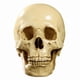 thumbnail image 2 of 4X Modelo 1: 1 Resina Cráneo Humano Anatomía Enseñanza Decoración Amarillo, 2 of 4