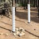 thumbnail image 3 of Plant Tree Trunk Protector Weather Preventing Plastic Guards Cover B, 3 of 5