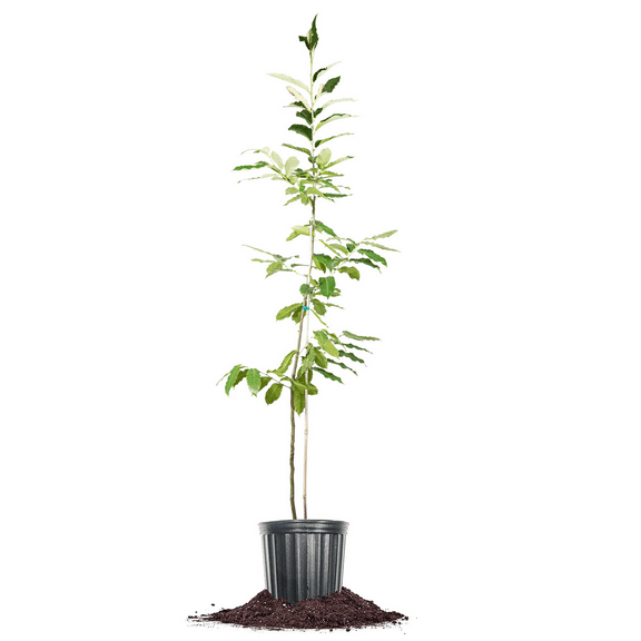 4-5 Ft Hybrid American Chestnut Tree - Attracts Wildlife - Delicious Chestnuts