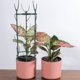 thumbnail image 1 of Raindrops Estructura Para Plantas Trepadoras Con Soporte Estable Y Para Uso En Casa, 1 of 7