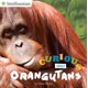 thumbnail image 1 of Libro Penguin "Curioso sobre los orangutanes" (Smithsonian), 1 of 1