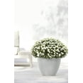 thumbnail image 4 of Ecopots Antwerp Durable Modern Round Indoor/Outdoor Recycled Based Composite Flower Pot Planter, White Grey, 16", 4 of 4
