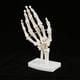 thumbnail image 4 of Modelo de mano anatómico tamaño natural estudio de articulación humana esqueleto ANGGREK  Otros, 4 of 8