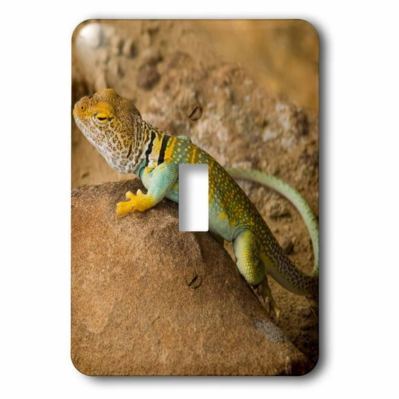 3dRose, Collared Lizard, Chaco Culture National Historical Park, New Mexico., single toggle switch