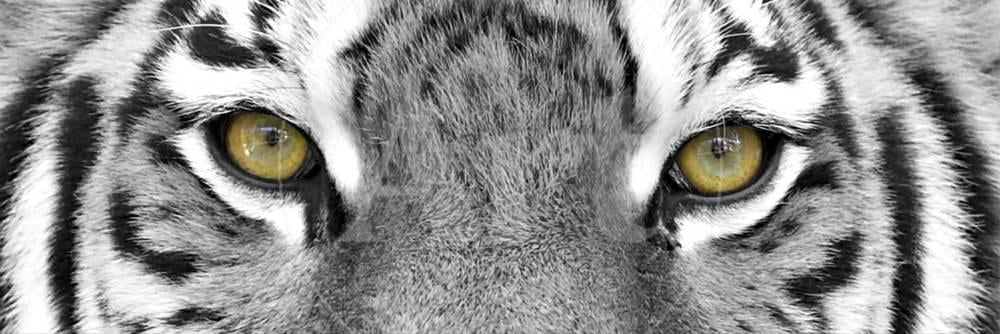 Tiger Animal Eyes Panoramic Spot Color Photography Print Wall Art by PhotoINC Sold by Art.Com