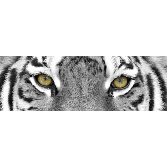 Tiger, Animals Unframed Photographic Print Wall Art by PhotoINC Sold by Art.Com